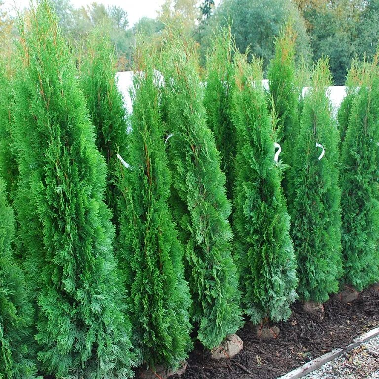 Разновидности туи фото с названиями и описанием Thuja occidentalis 'Emerald' - Rasadnik Franceskija