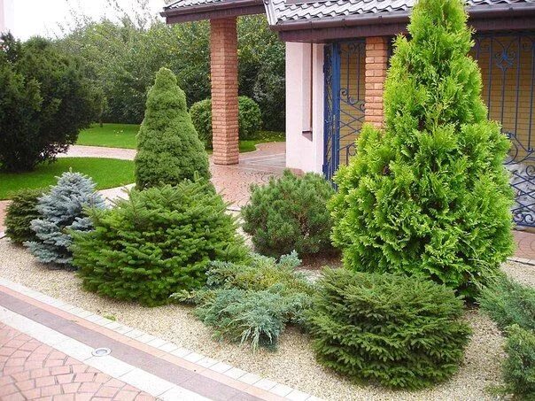 Разновидности туи и можжевельника фото Useful Landscaping Tricks You Need Evergreen garden, Front yard landscaping desi