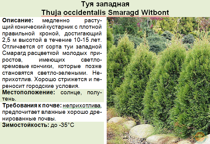 Разновидности туи смарагд фото и описание Тедди: туя западная, посадка и уход, выращивание и размножение в саду