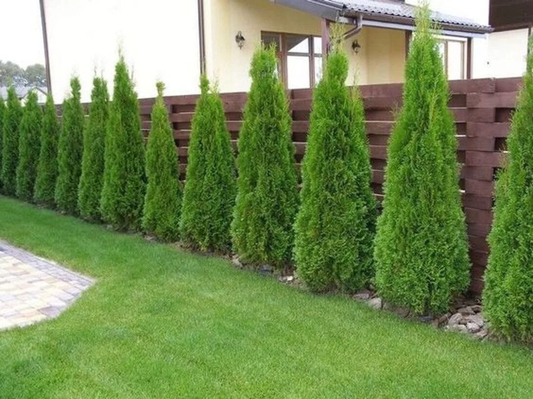 Разновидности туи смарагд фото и описание 20 Fascinating Garden Fence Ideas to Add Privacy for Your Home Privacy landscapi