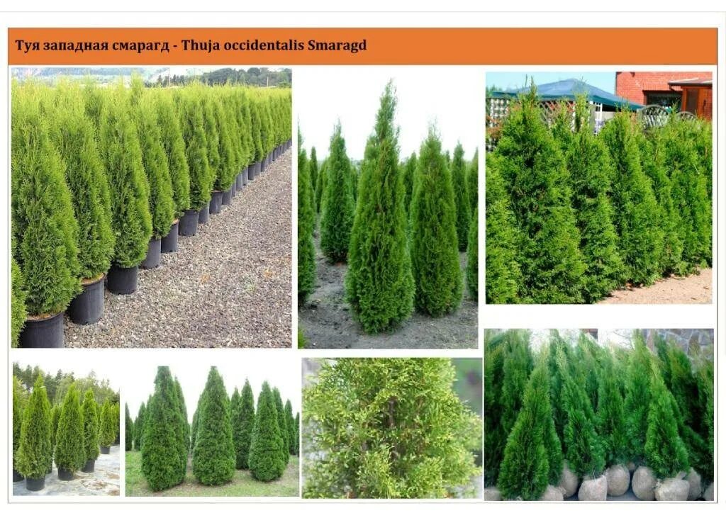 Разновидности туи смарагд фото и описание Туя западная Смарагд Thuja occidentalis Smaragd - купить в Киеве и области, спра