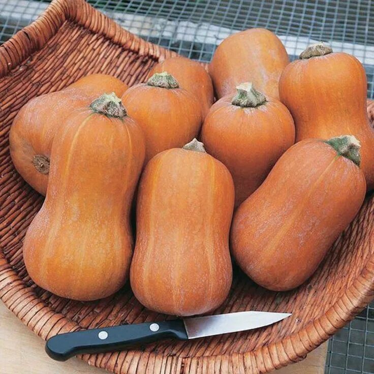 Разновидности тыквы фото New open pollinated! Mini butternut squash on a compact bush plant. The 12 cm (5