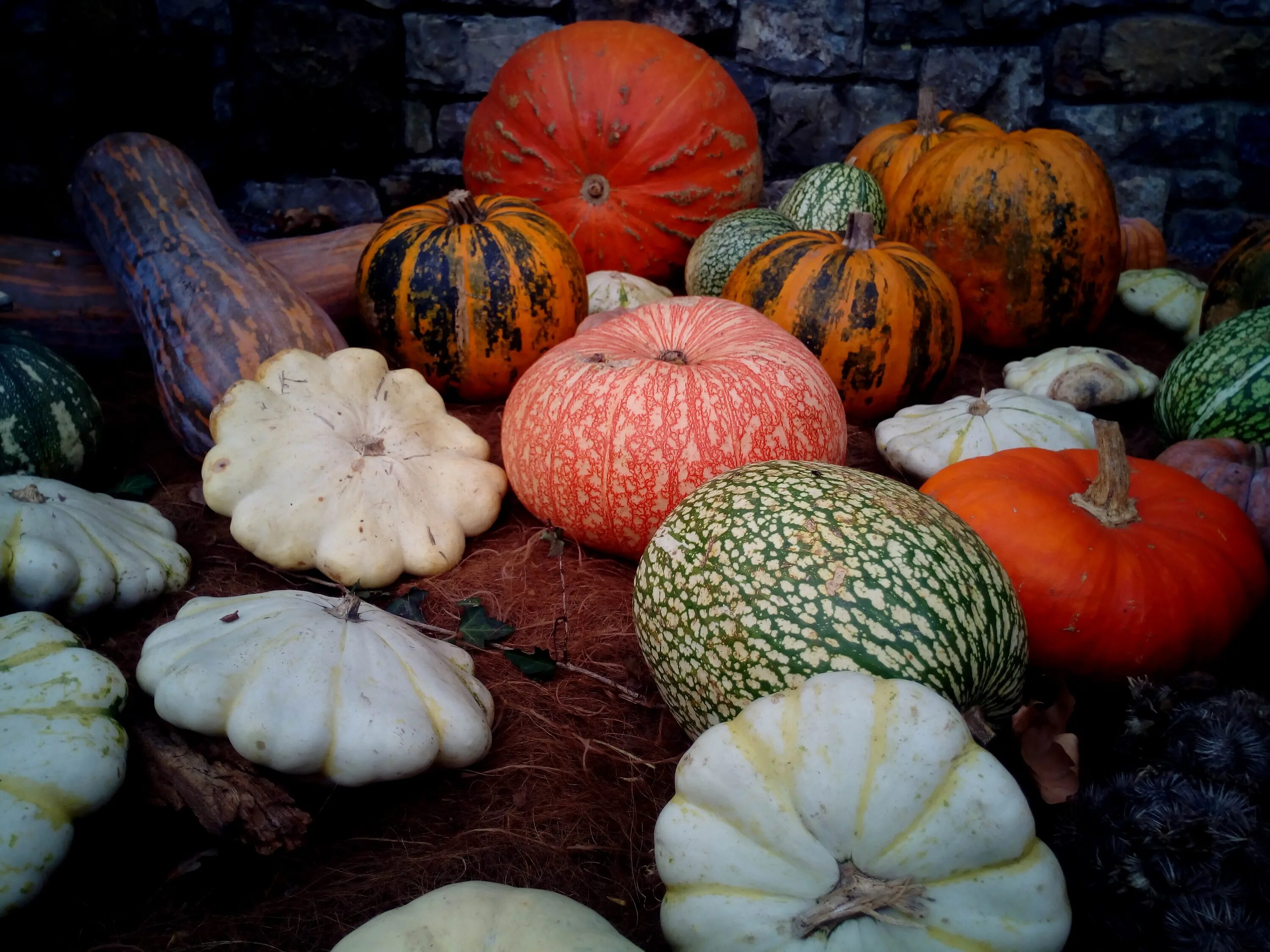 Разновидности тыквы фото Pumpkins of different shapes and colors free image download