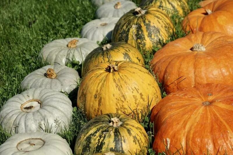 Разновидности тыквы фото How To Have An Awesome Pumpkin Patch - MyGreenTerra Green area rugs, Orange area