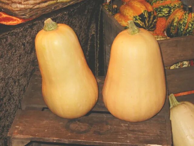 Разновидности тыквы фото и названия File:Cucurbita moschata Butternut.png - Wikipedia