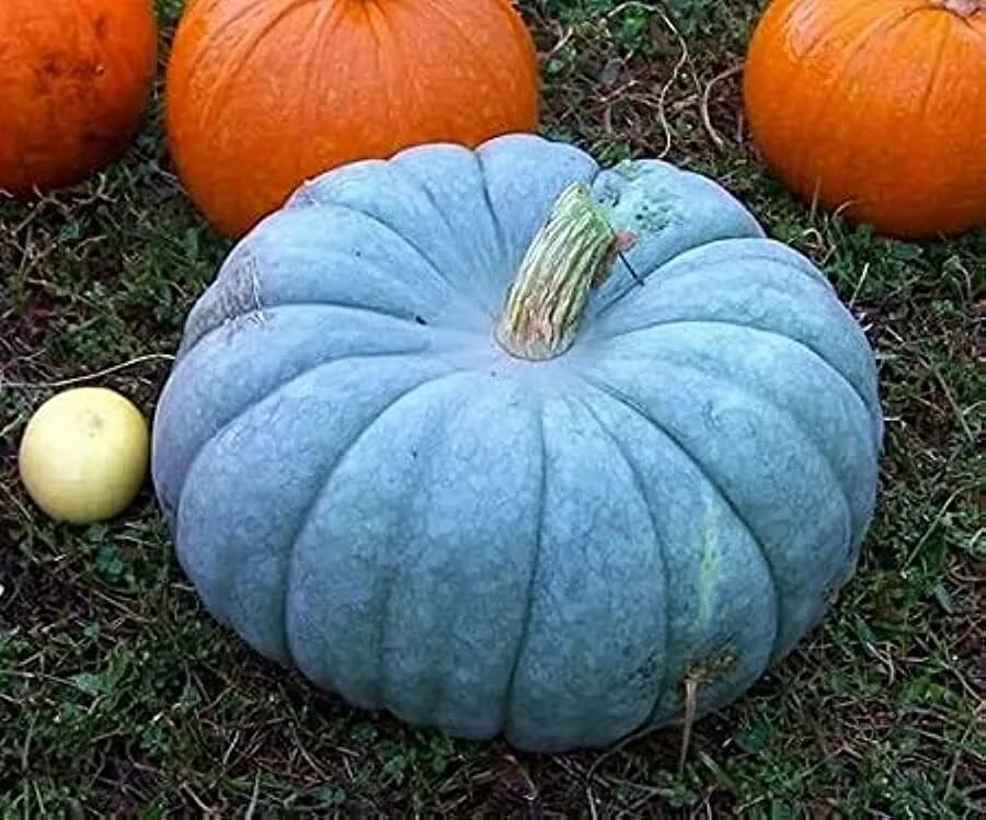 Разновидности тыквы фото и названия Amazon.com: Jarrahdale Pumpkin Seeds