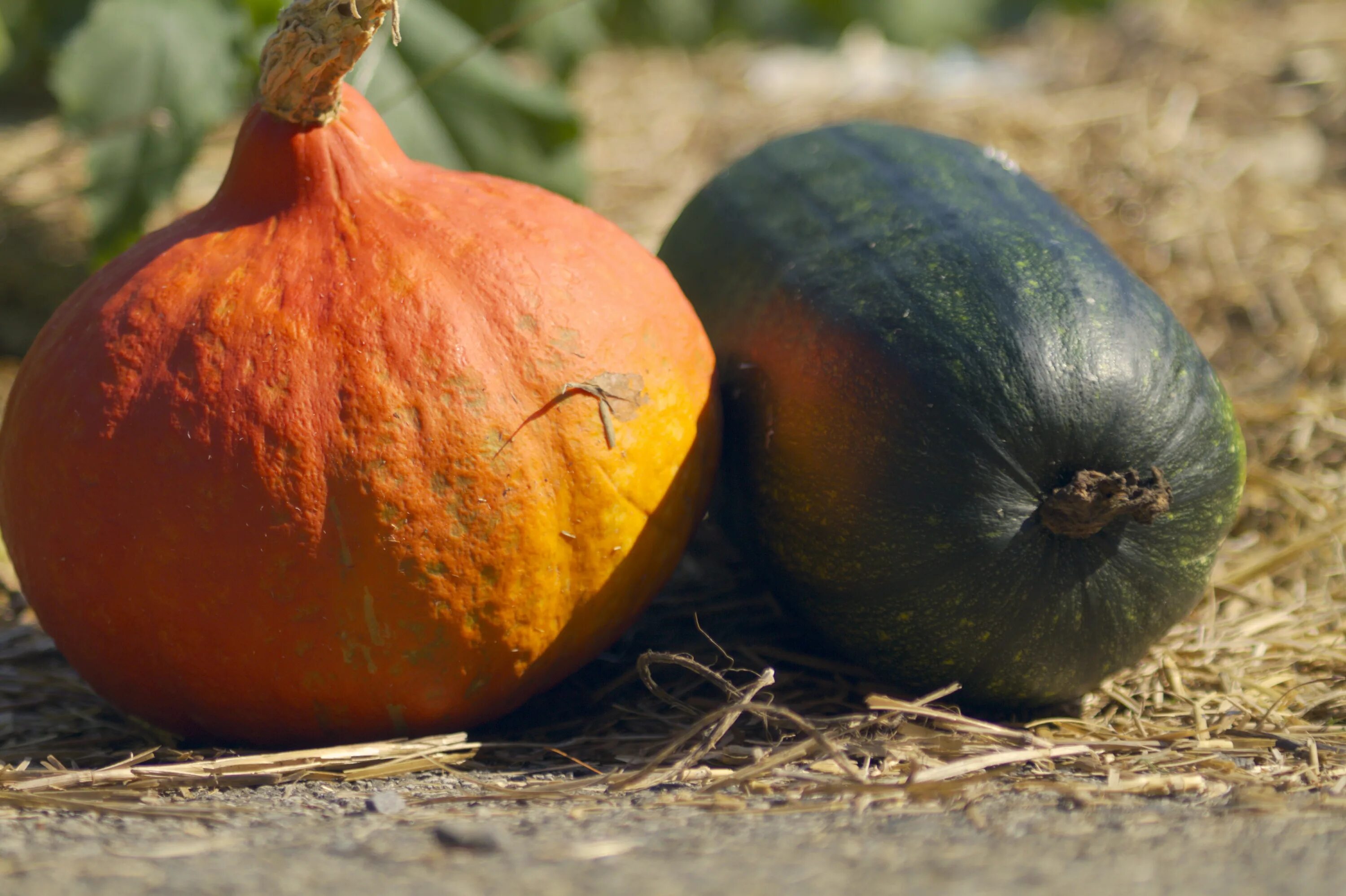 Разновидности тыквы фото и названия Free Images : nature, fall, flower, orange, food, harvest, produce, vegetable, a