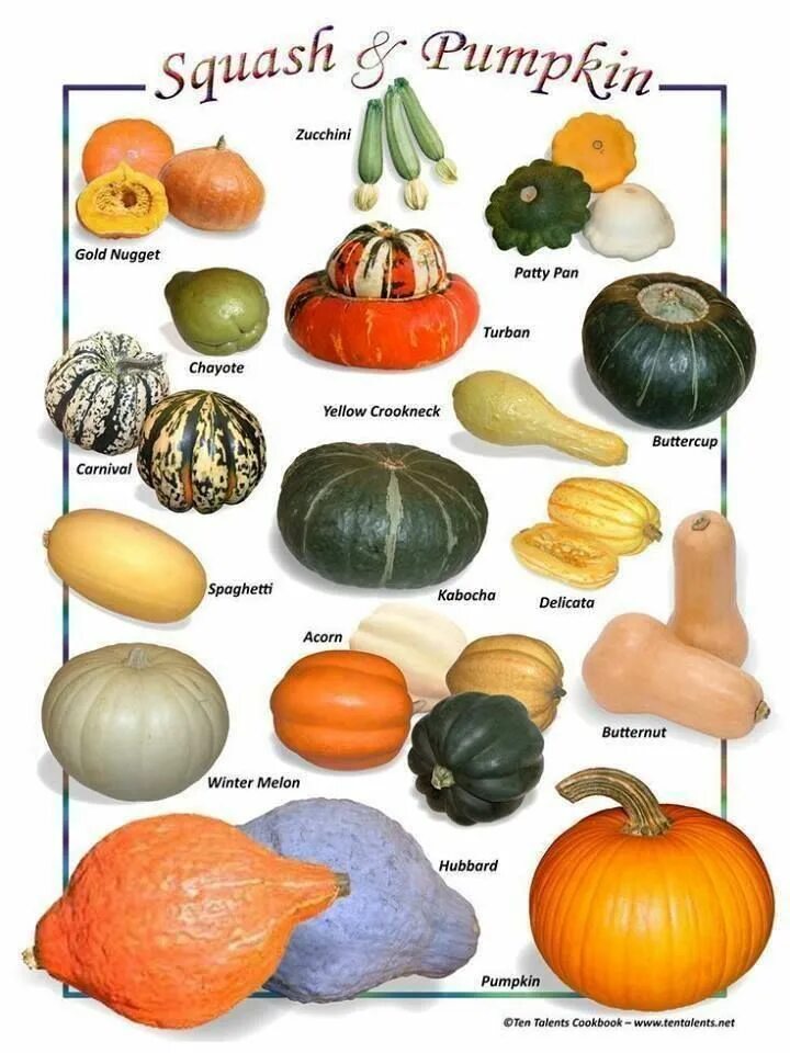 Разновидности тыквы фото и названия и описание 76 Best Squash & Pumpkins seed Varieties images Pumpkin varieties, Squash variet