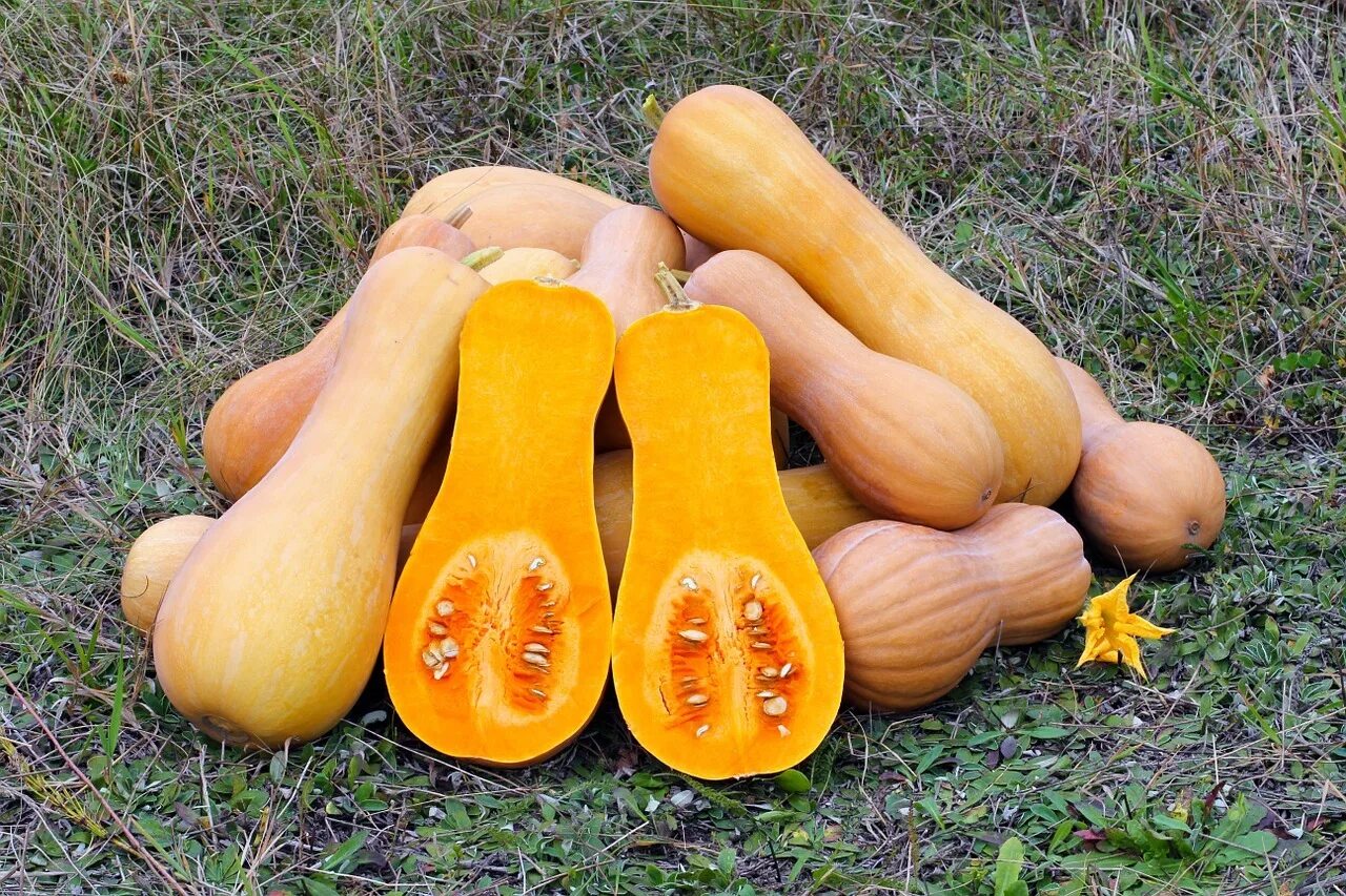 Разновидности тыквы фото и названия и описание 8 Good Things About Butternut Squash You Need To Know - LifeHack