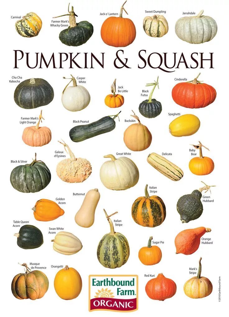 Разновидности тыквы фото и названия и описание Types of pumpkin: (Googled) https://www.google.com/webhp?sourceid=chrome-instant