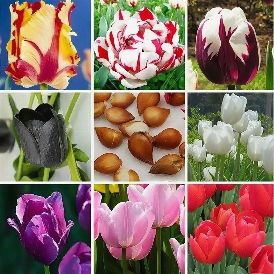 Разновидности тюльпанов фото Tulip Bulbs Flower Bulbs Garden Tulip Flower Seeds 5 Bulbs Tulip seeds, Flower s