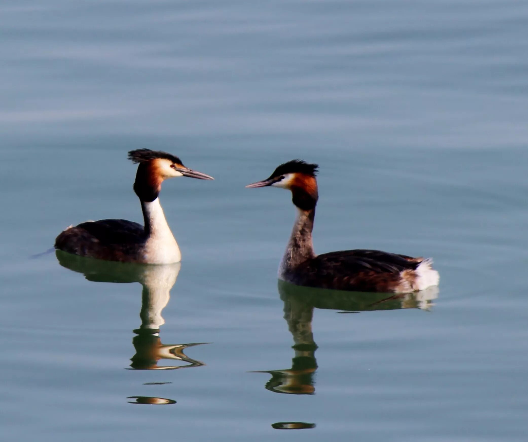 Разновидности уток диких с фото Free Images : wildlife, reflection, beak, romance, fauna, duck, vertebrate, pair