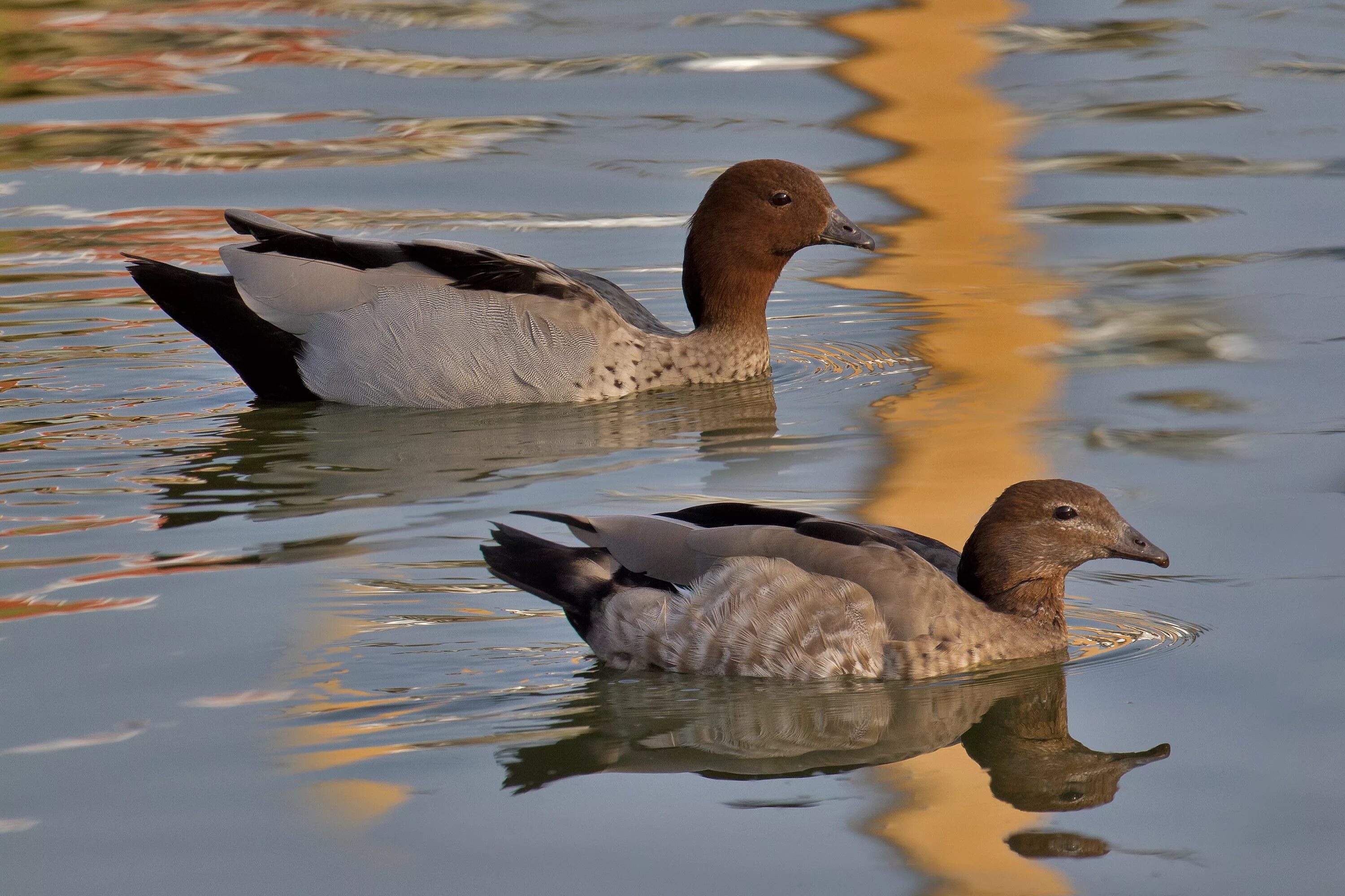 Разновидности уток диких с фото File:Australian Wood Duck male female.jpg - Wikimedia Commons