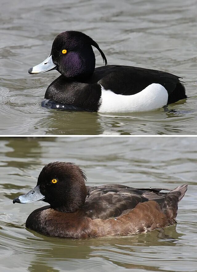 Разновидности уток диких с фото Tufted duck - Wikipedia