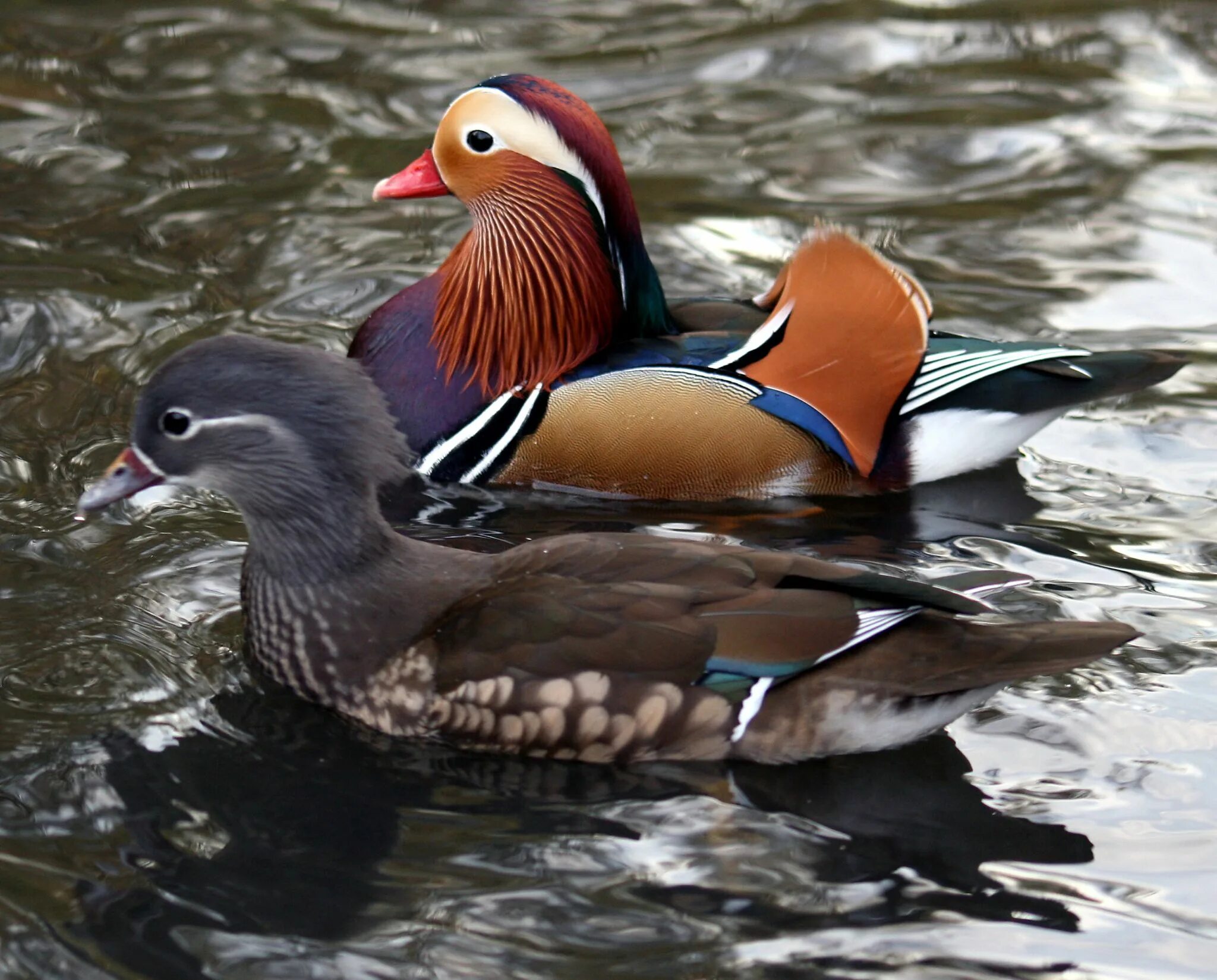 Разновидности уток диких с фото Male & Female Mandarin Ducks Animals, Wildlife, Knife patterns