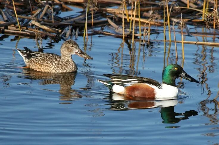 Разновидности уток диких с фото Northern Shoveler Pair (Male and Female) Houston, TX Duck pictures, Marine bird,