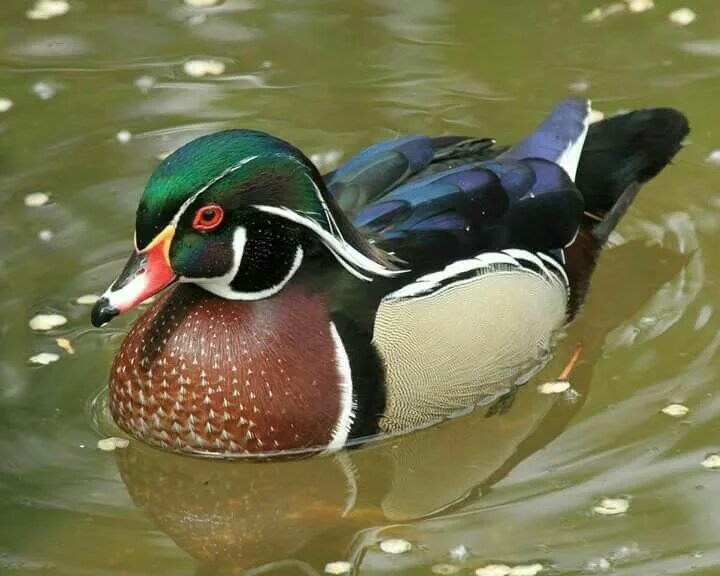 Разновидности уток диких с фото и названиями Pin by Ana P. Fillo on Planet Earth Wood ducks, Animals beautiful, Waterfowl