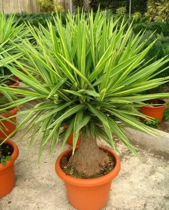 Разновидности юкки фото с названиями комнатные растения Yucca elephantipes Plants, Hello hello plants, Garden supplies