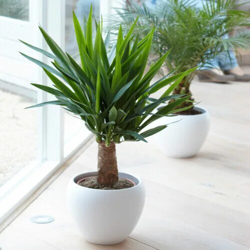 Разновидности юкки фото с названиями комнатные растения Yucca Elephantipes Plant - Live Premium Evergreen Indoor Houseplant In 12cm Pot 