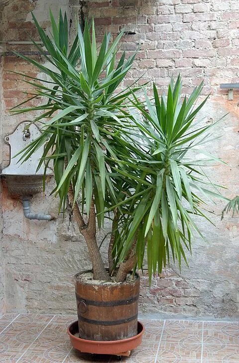 Разновидности юкки фото с названиями комнатные растения The Best Way to Choose an Indoor Palm Yucca plant, Planting flowers, Trees to pl