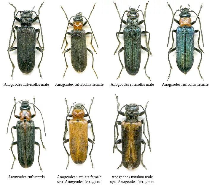 Разновидности жуков фото с названиями на русском Четыре вида рода Anogcodes (автор фотографий - Tomáš Kopecký)