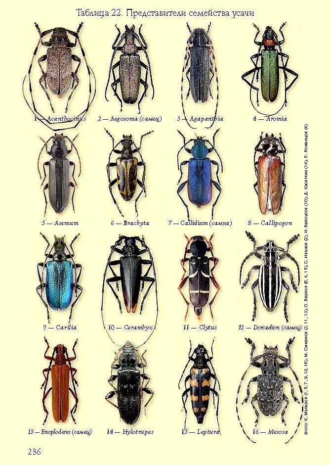 Разновидности жуков фото с названиями на русском С.С. Ижевский, А.Л. Лобанов, А.Ю. Соснин. 2014. Жизнь замечательных жуков