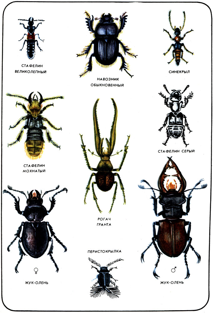 Разновидности жуков фото с названиями на русском Таблицы 1977 Дмитриев Ю. - Соседи по планете. Насекомые