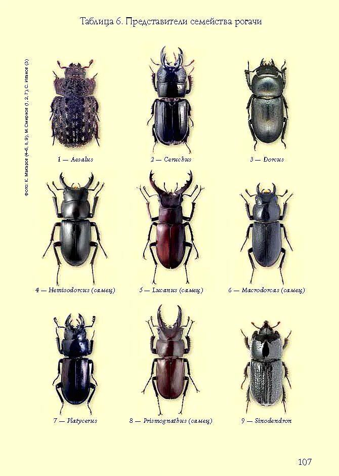 Разновидности жуков фото с названиями на русском Картинки ЖУКИ НАУЧНЫЕ НАЗВАНИЯ