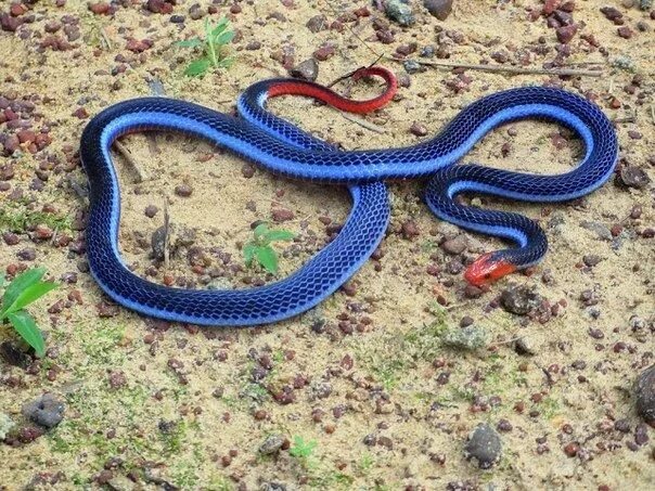 Разновидности змей фото Самые красивые змеи планеты / фото 2024 Beaux serpents, Animaux étranges, Serpen