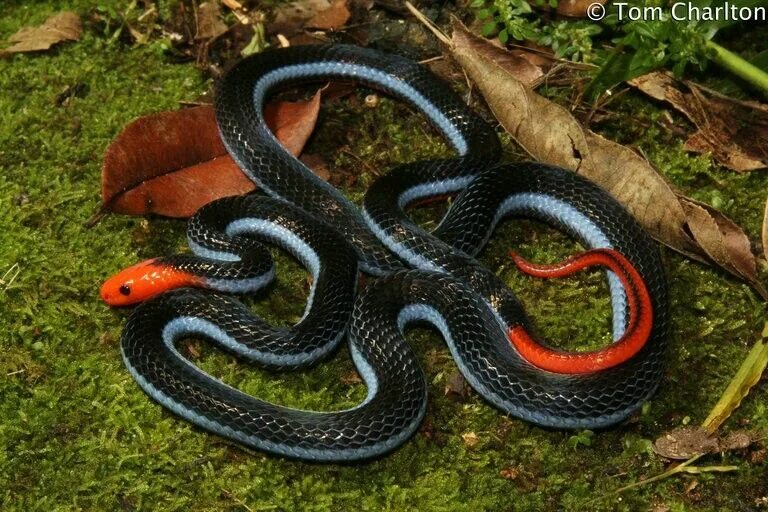 Разновидности змей фото Calliophis bivirgata - Malayan Blue Coral Snake, Coral snake, Pet snake