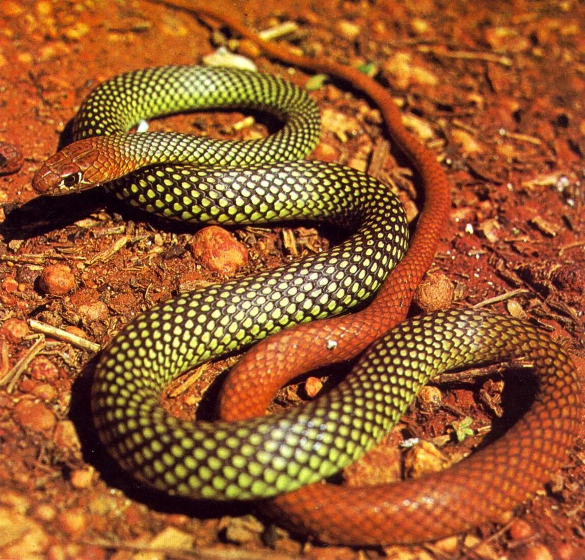 Разновидности змей фото и их названия Yellow-faced Whipsnake (Demansia psammophis)