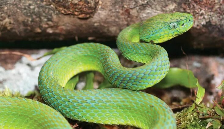 Разновидности змей фото и их названия poisonous snakes - Google Search Pit viper, Snake, Poisonous snakes