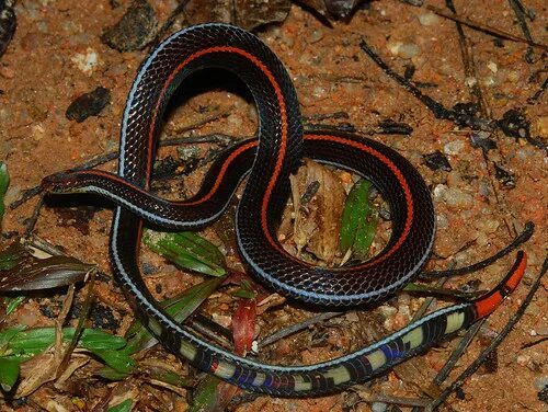 Разновидности змей фото названия змеи Red-tailed coral snake (Calliophis intestinalis) Bukit Fra. Flickr