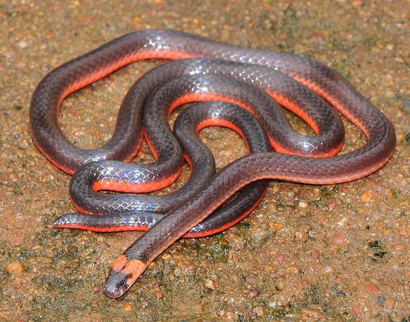 Разновидности змей в россии фото и названия Calliophis castoe, Castoe's Coral Snake, Dichole, Goa. Smith et al. (2012). New 