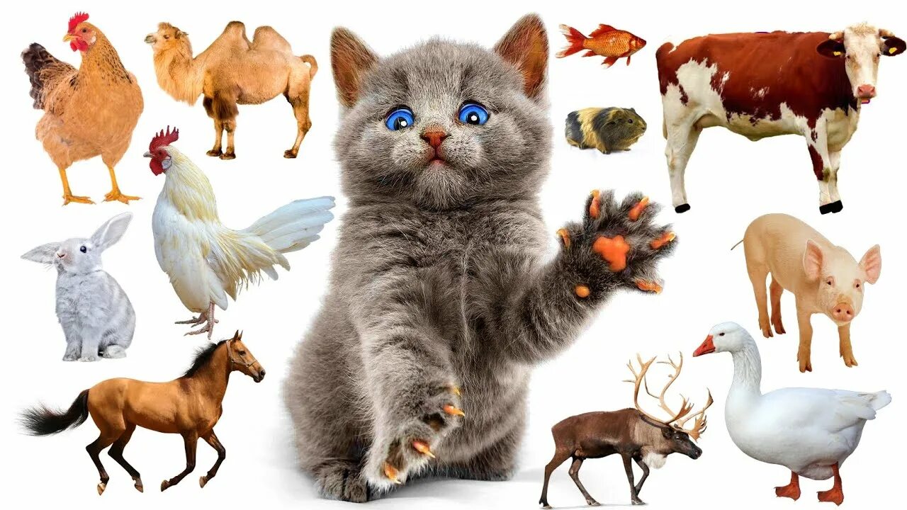 Разные домашние животные картинки The names and sounds of domestic animals (pets and farm animals). Doman cards wi