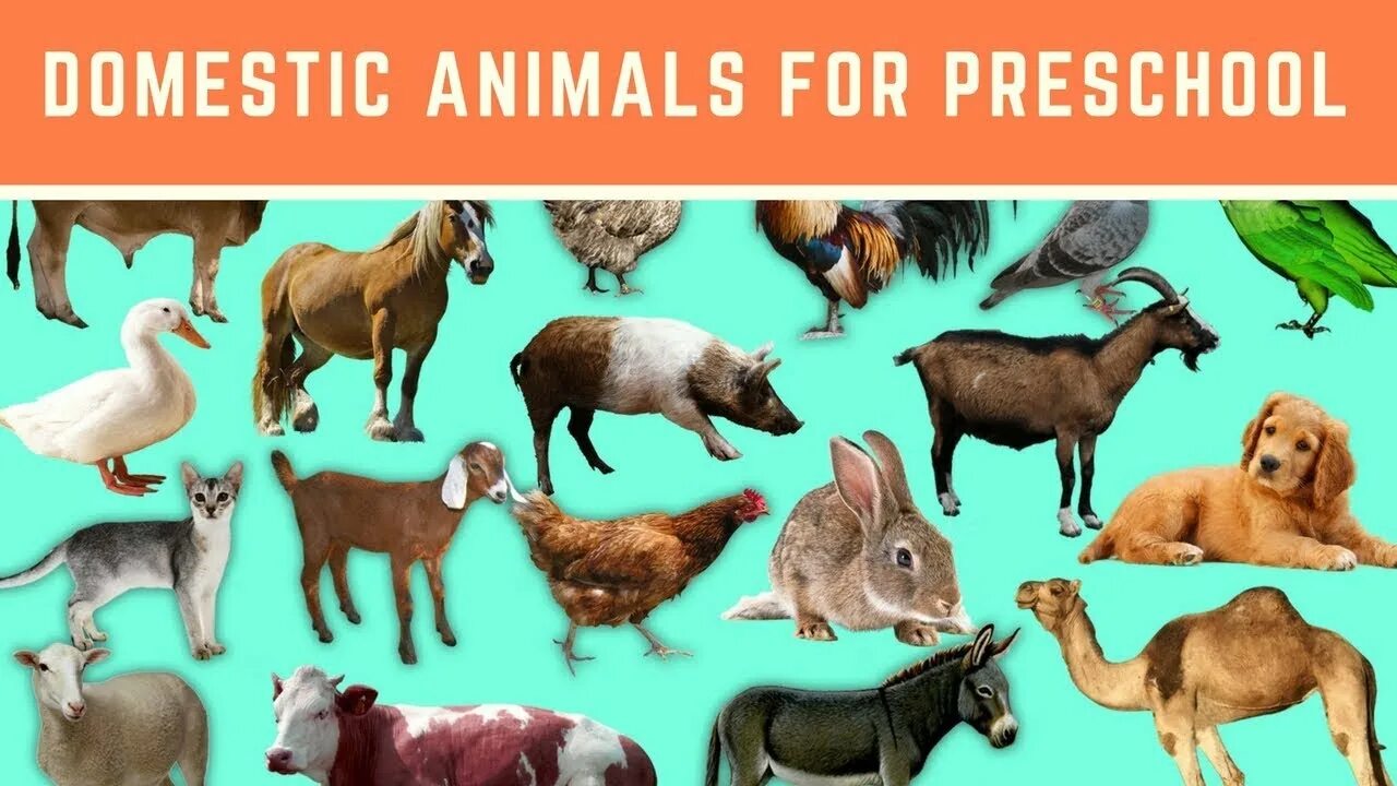 Разные домашние животные картинки Learn domestic animals for preschool learn animals for kindergarten Learn with f