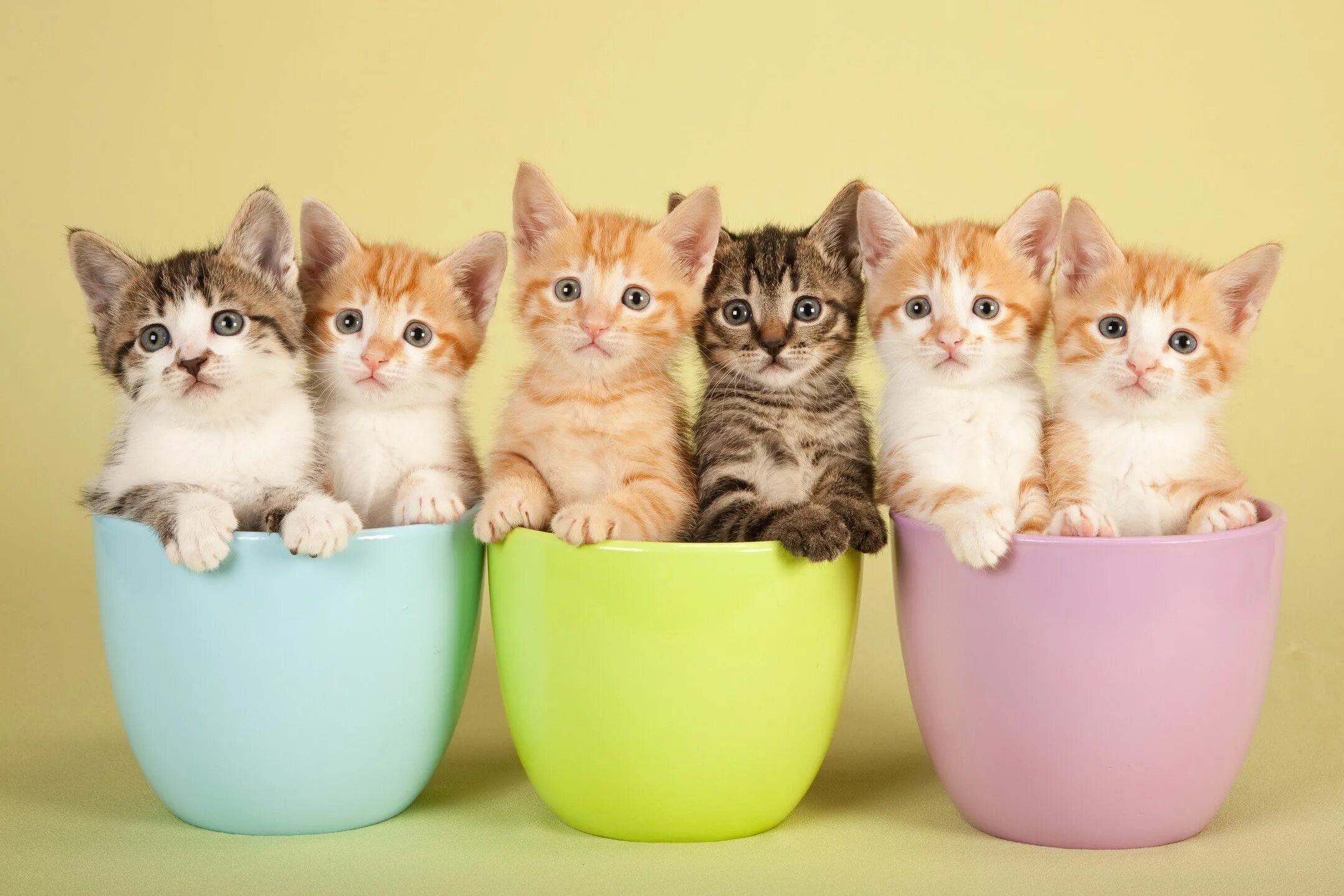 Разные фото котиков Six adorable kittens in pots Teacup kitten, Kitten images, Kittens cutest