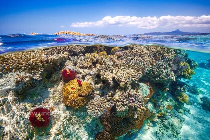 Разные фото морское Photo sous marine - photographe sous marin / Recif de corail du lagon de Mayotte