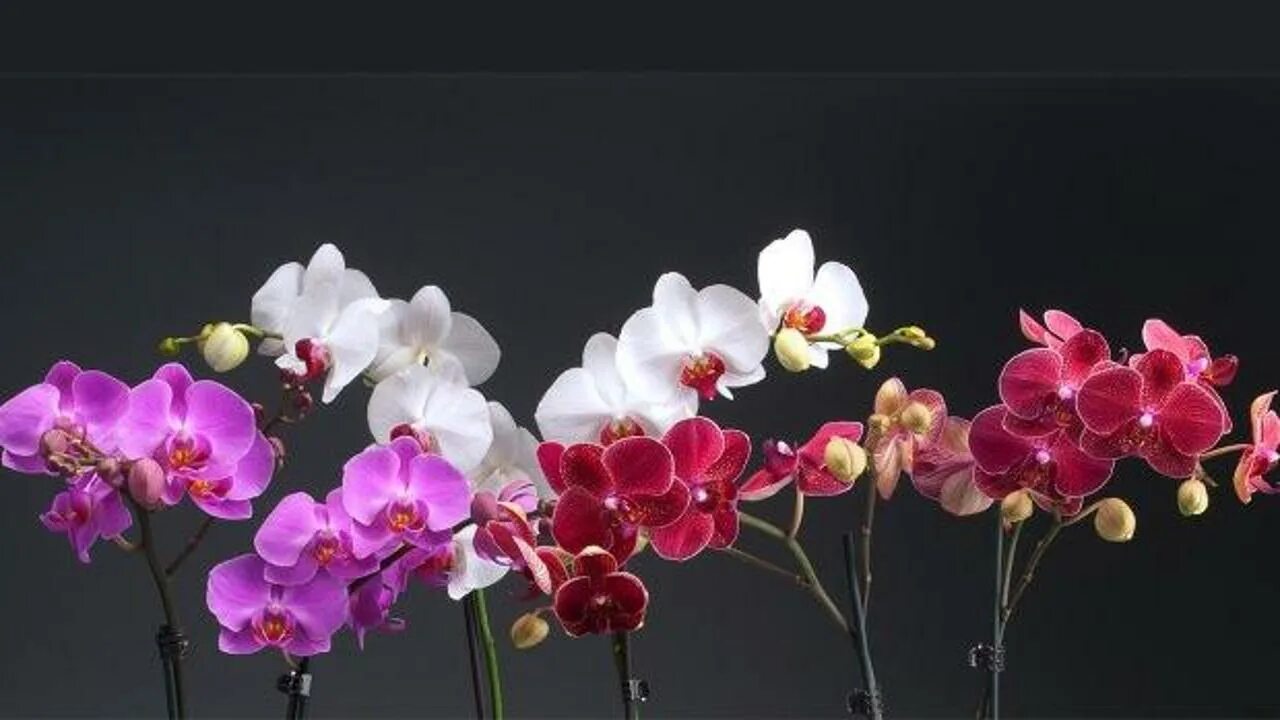 Разные фото орхидей Çiçek vermeyen orkideleri coşturup anında çiçek açtıran o formül! Orkidenin çiçe