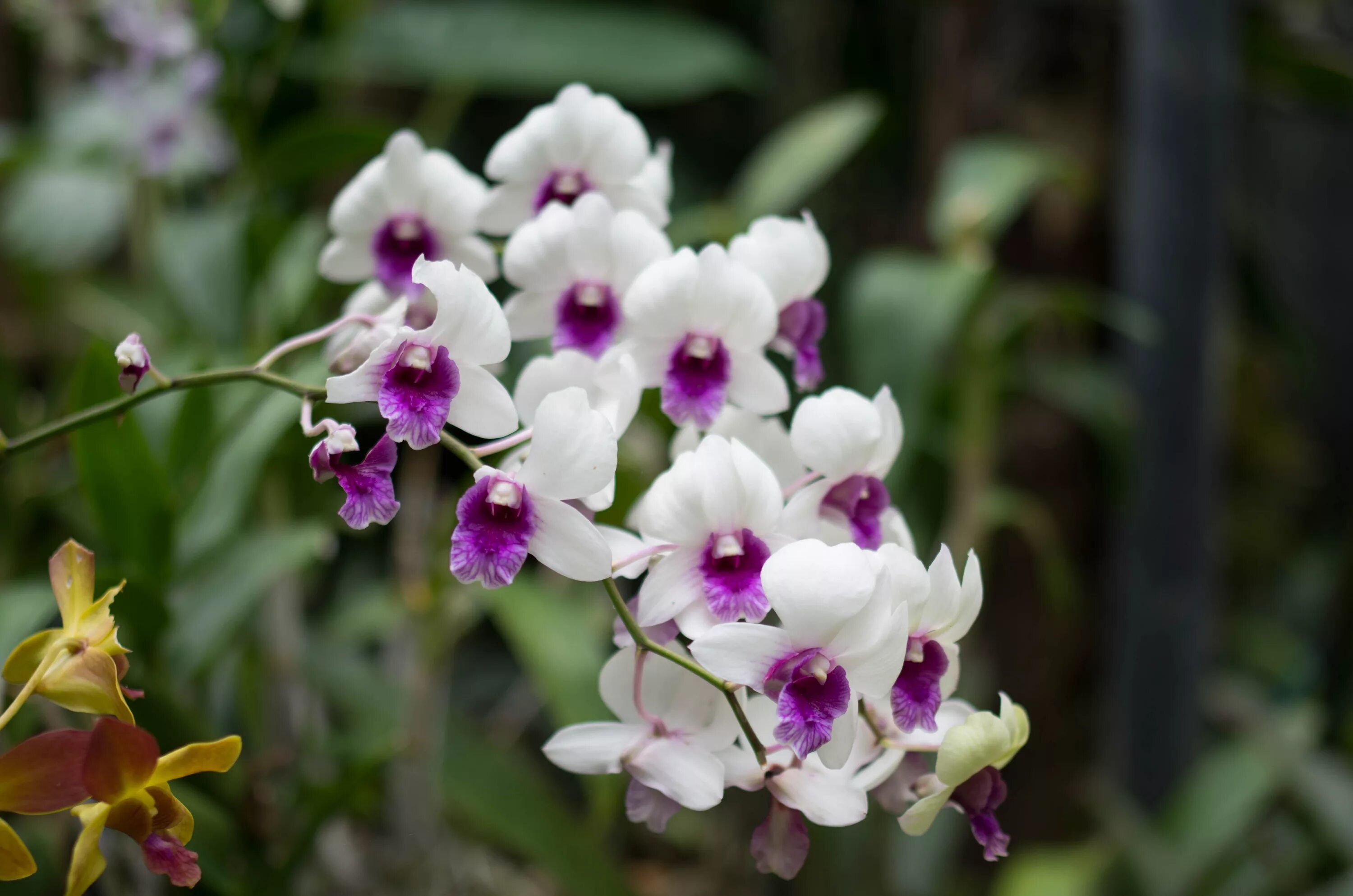 Разные фото орхидей Free Images : blossom, flower, botany, flora, wildflower, macro photography, flo