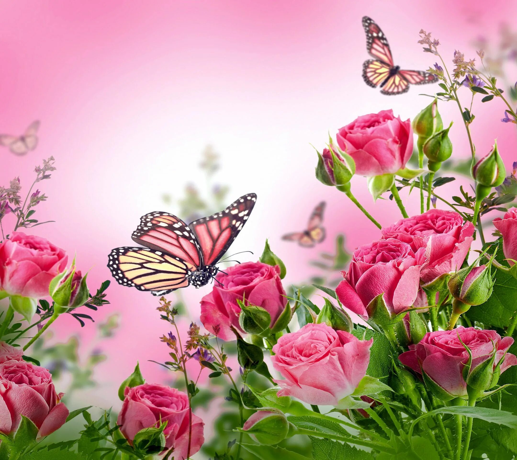 Разные красивые картинки с пожеланиями бесплатно 2160x1920 butterfly desktop backgrounds Collection (64+) Butterfly background, B