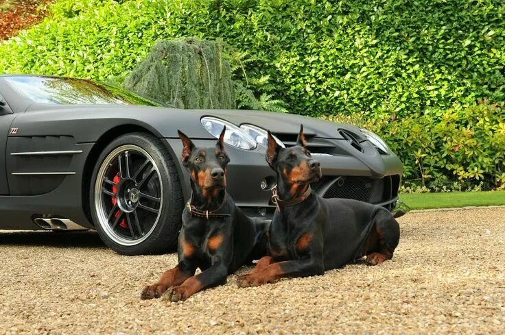 Разные крутые фото Стена ВКонтакте Doberman pinscher dog, Doberman love, Beautiful dogs