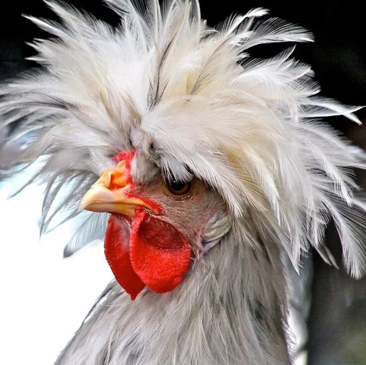 Разные курицы фото ✯ White Crested Blue Polish Cockerel Fancy chickens, Chickens backyard, Pet bird