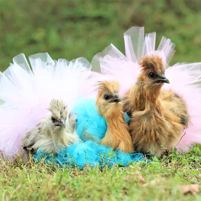 Разные курицы фото Chickens In Tutus Is A Thing And They Look Lovely (24 Pics) Pet chickens breeds,