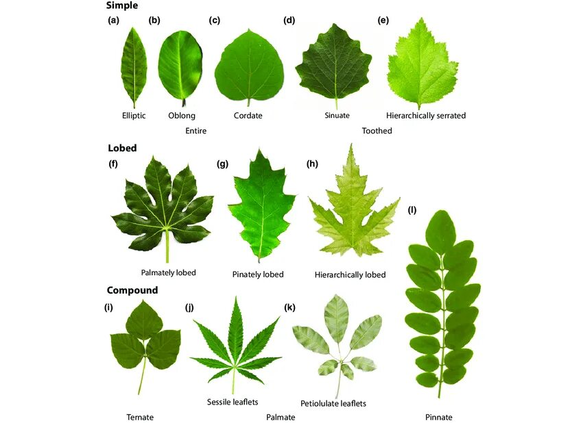 Разные листья фото Examples of diverse shapes and features of eudicot leaves. (a) Quercus... Downlo