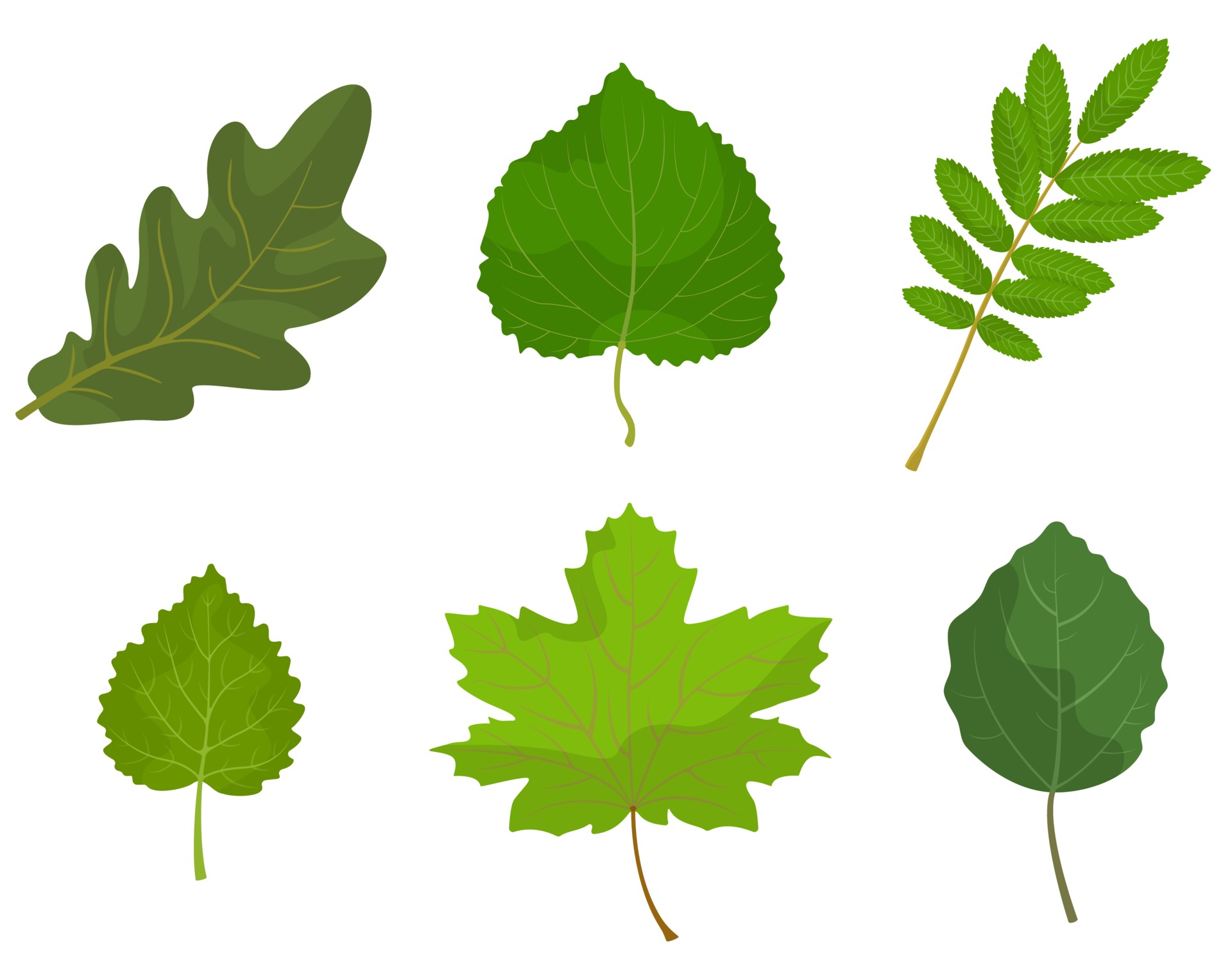 Разные листья фото Set of different tree leaves. 1994334 Vector Art at Vecteezy