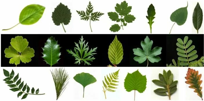 Разные листья фото How plants grow, Leaf lessons, Leaves