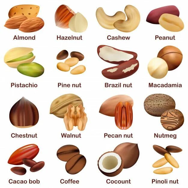 Разные орехи фото с названиями и описанием Premium Vector Nut types signed names mockup set Dry fruits names, Fruit names, 