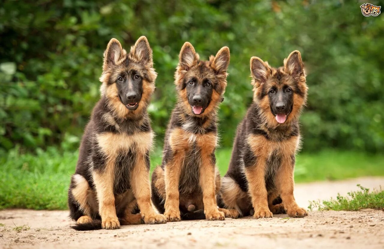 Разные овчарки фото с названиями Five universal personality traits of the German shepherd Pets4Homes Shepherd pup