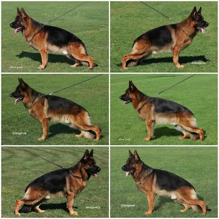 Разные овчарки фото с названиями Pin by Ратникова on питомник "САН ИРИНХОФ" German sheperd dogs, German shepherd 